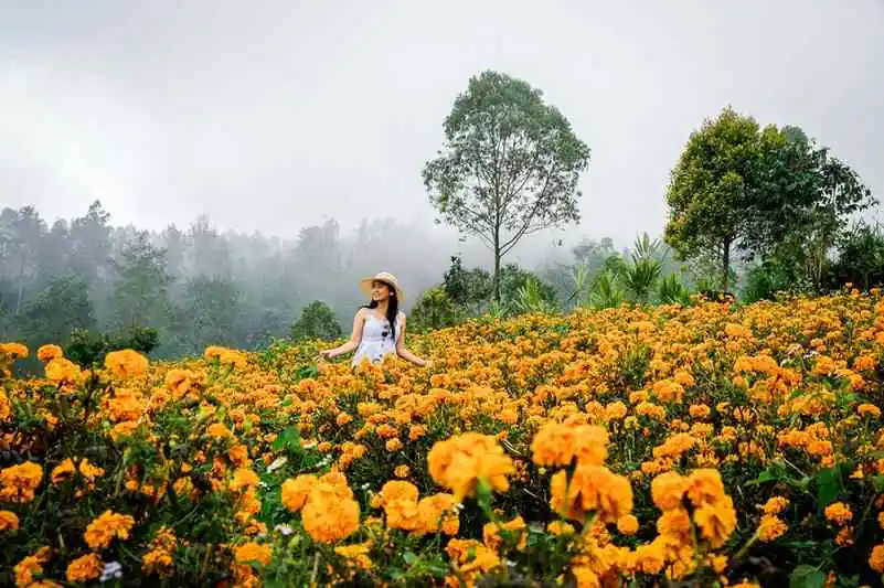 Bali Marigold Fields – Info, Location, & Season