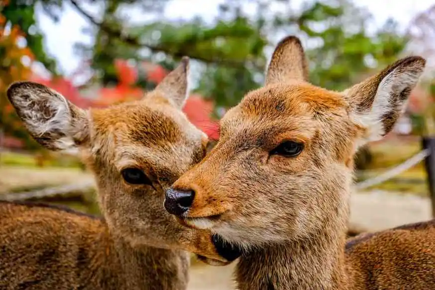 How To Visit Nara Park: Feeding Friendly Deer In Japan